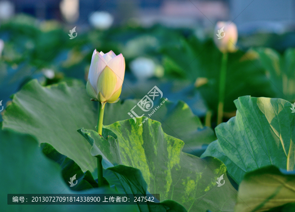 花苞,荷苞