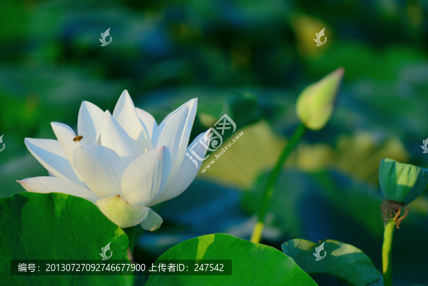 白蓮花,白荷花