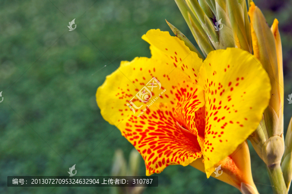 盛開,芭蕉花
