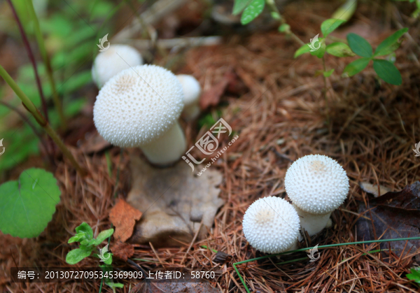 大興安嶺野生蘑菇,馬勃