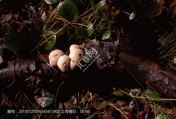野生蘑菇,馬勃