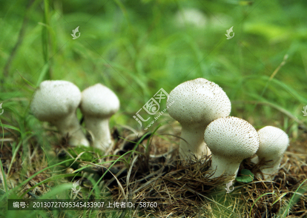野生蘑菇,馬勃