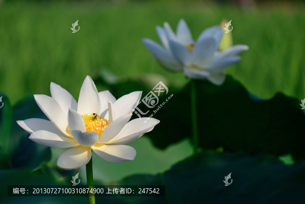 白蓮花,白荷花