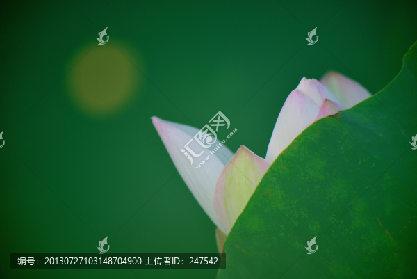 荷花,月亮