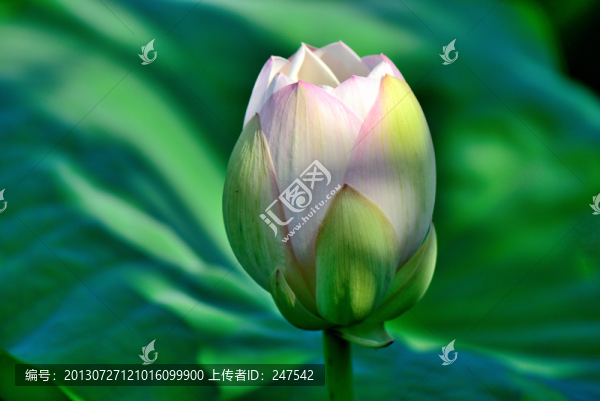 花苞,荷苞,白蓮花