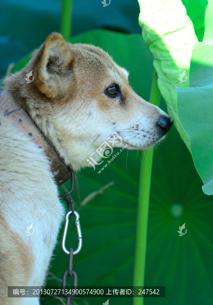 土狗