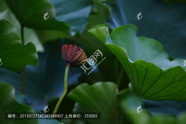 殘荷