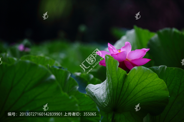荷花
