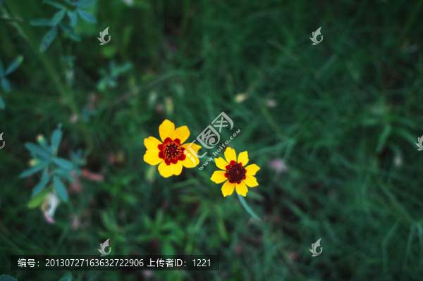 菊之憶