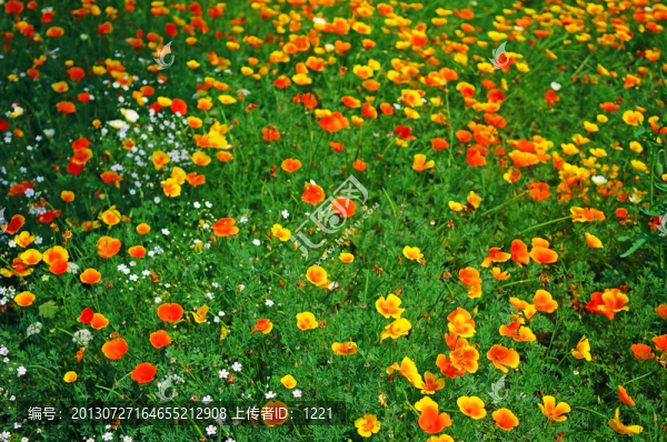 花菱草