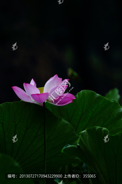 殘荷