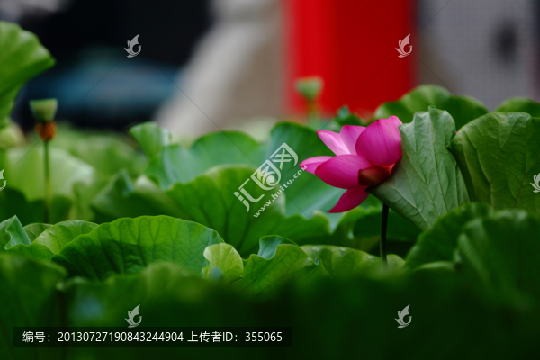 荷花