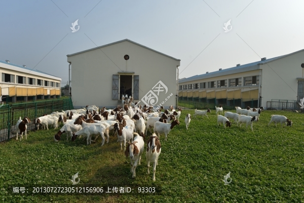 波爾羊