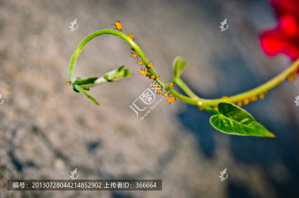 小草