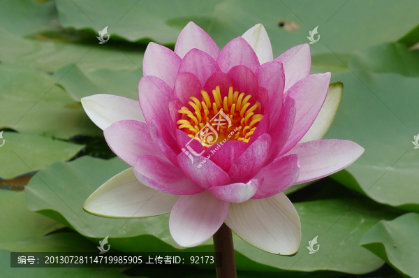 睡蓮