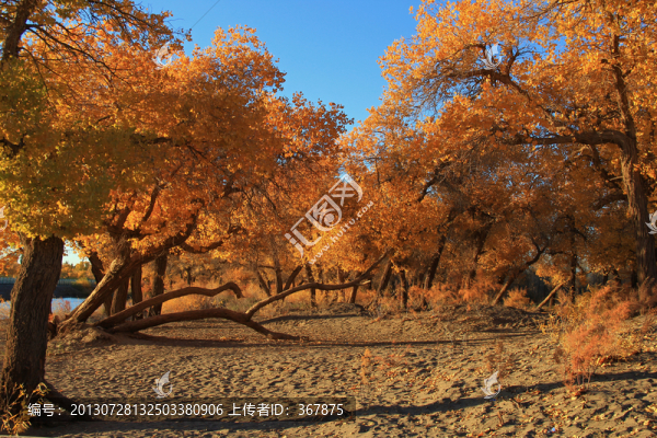 額濟(jì)納胡楊林