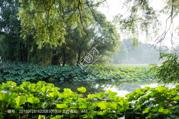 荷花池