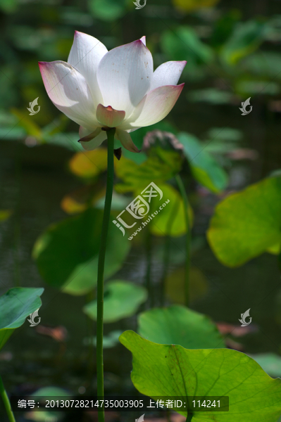 荷花