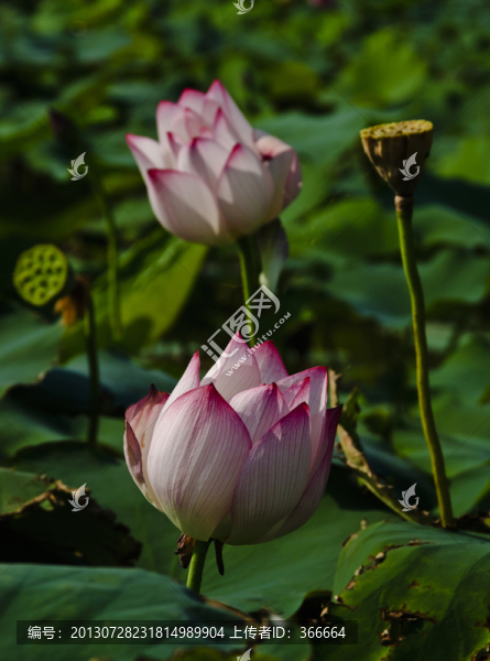 荷花