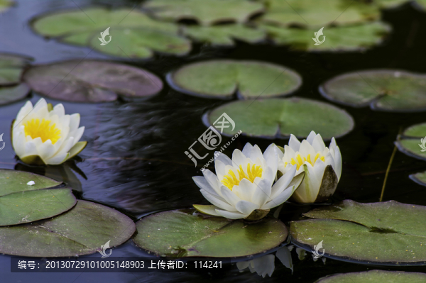 白蓮花