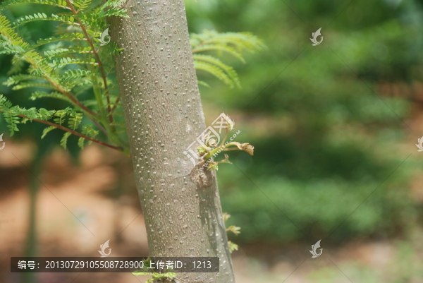 景觀樹