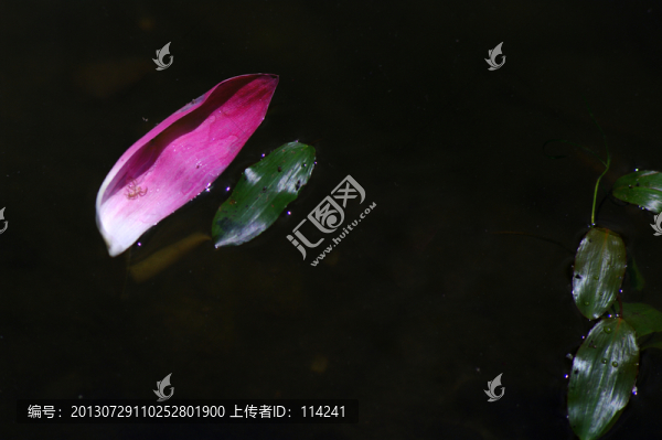 飄落的花瓣