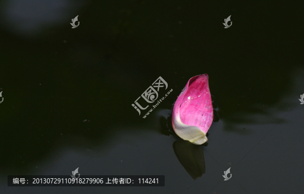 飄落的花瓣