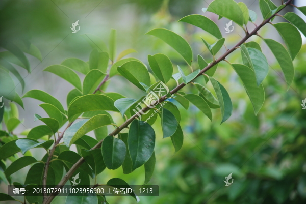 景觀樹