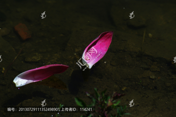 飄落的花瓣