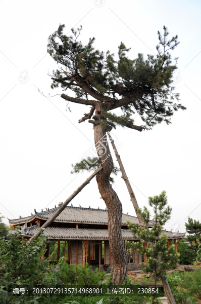 園林景觀,樹(shù)木