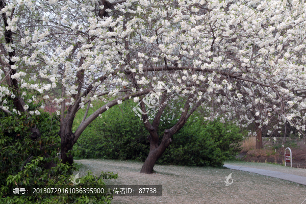 櫻花