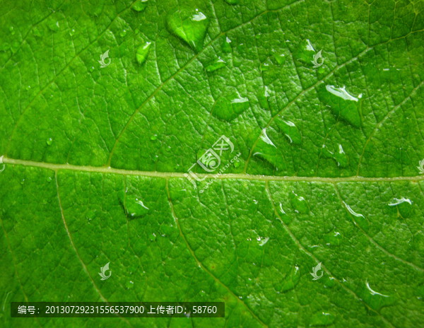 樹葉露珠