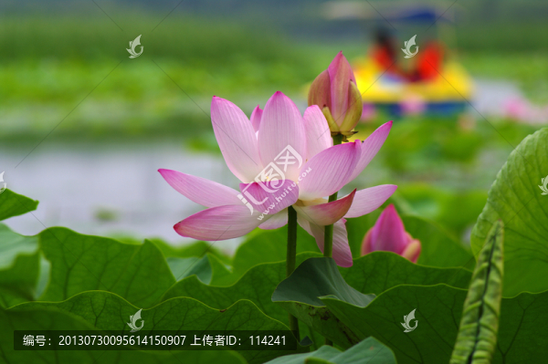 荷花