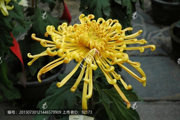 菊花