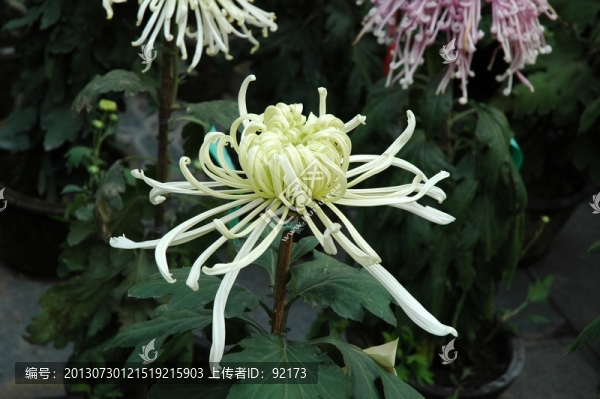 菊花