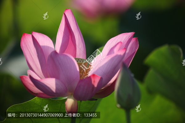荷花