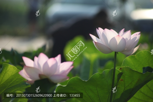 荷花