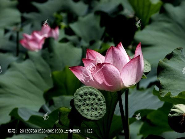 荷花