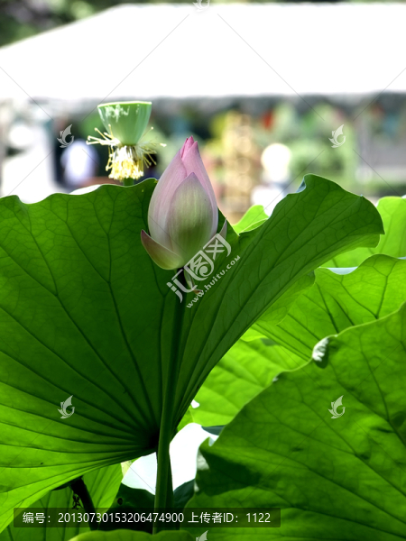 荷花