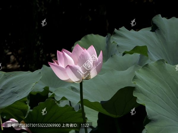 荷花