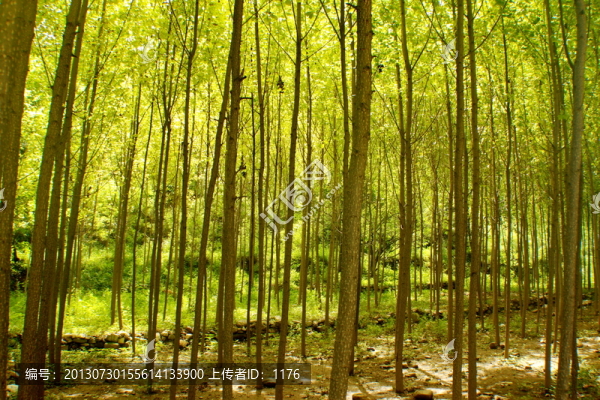 樹林