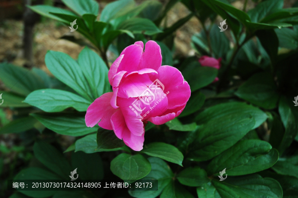 芍藥