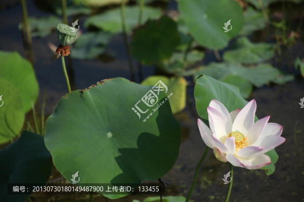 荷花