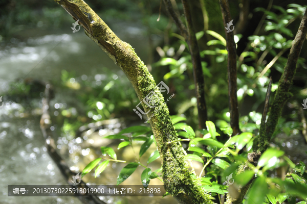 溪邊青苔樹