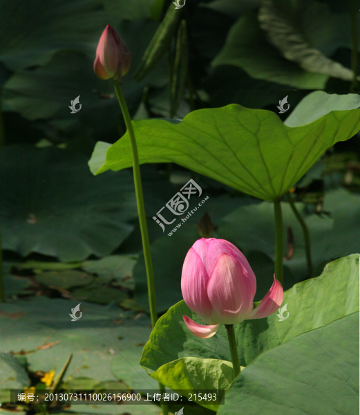 蓮花,蓮蓬,荷葉,荷塘,花瓣