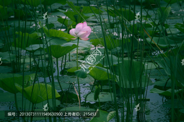 蓮花,蓮蓬,荷葉,荷塘,,清新