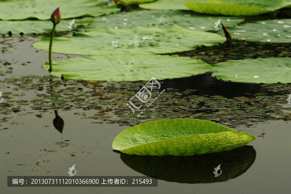 蓮花,蓮蓬,荷葉,荷塘