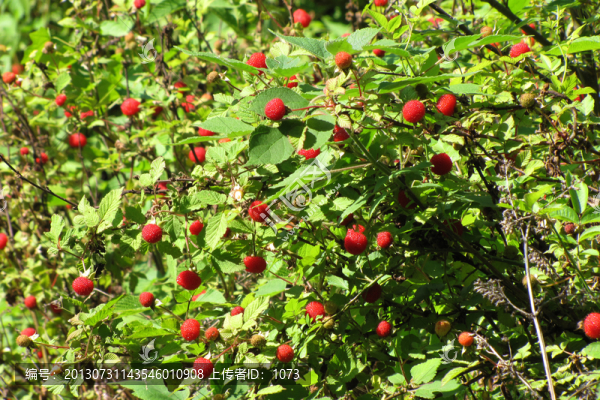 野生草莓紅