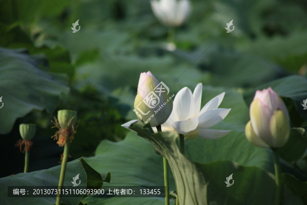 荷花