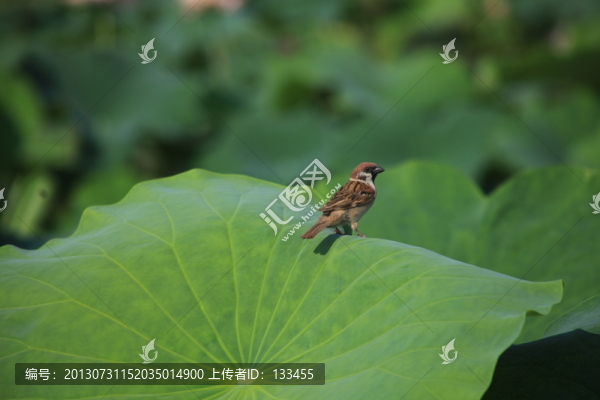 荷葉